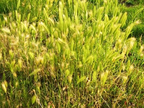 Some overgrown grass on a lawn.