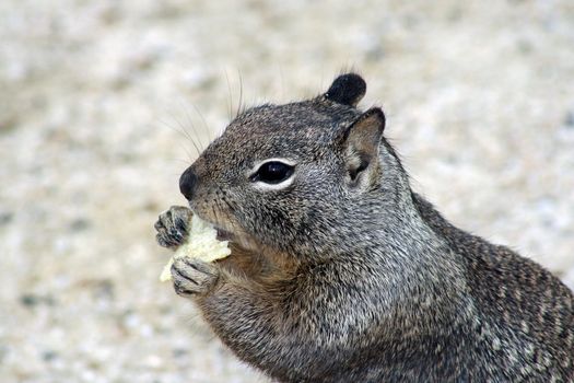 A Ground Squirrel Eating