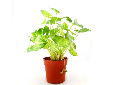 Fresh green plant in a red pot, towards white background