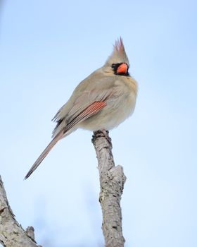 Female Cardinal perched on a tree branch.