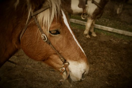 A close up of a horse's head