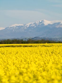 Scenic  landscape of a rapeseed filed with French Pyrenees mountains in the background