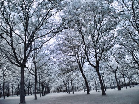 Infrared picture of a beautiful forest