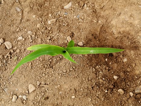 Young corn crop at spring
