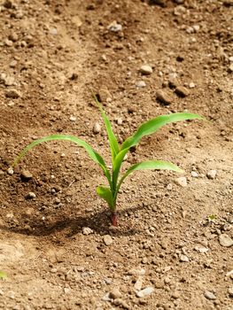 Young corn crop at spring