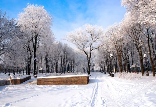 Beautiful frozen trees  in the park Donetsk. Ukraine