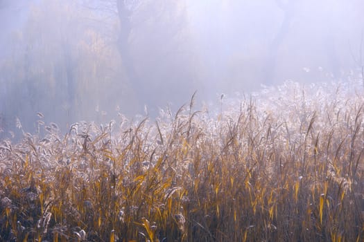 Scirpus lacustris with a rising sun