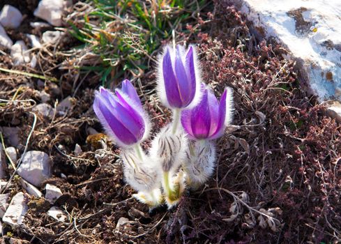 Pulsatilla vernalis (Spring Pasque flower) belongs to the Buttercup family (Ranunculaceae), native to Europe.