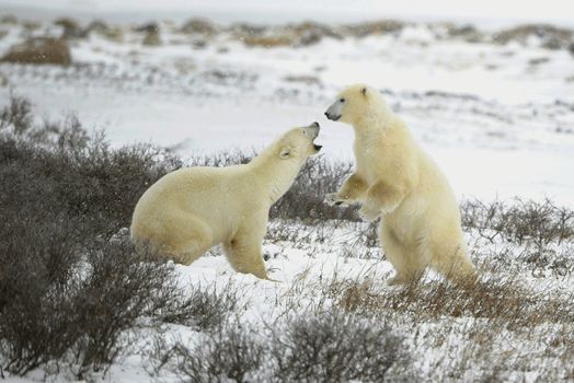 Fight of polar bears. Two polar bears fight. Tundra with undersized vegetation. .