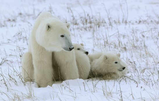 Polar she-bear with cubs on the snow. Tundra