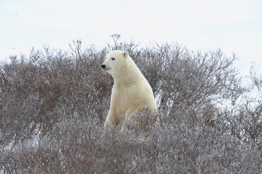 The polar bear  has half-risen on hinder legs and smells air.