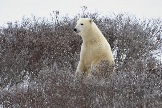 The polar bear  has half-risen on hinder legs and smells air.