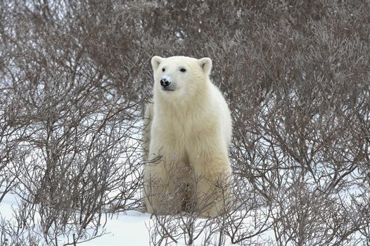 The polar bear sniffs. A portrait of the polar bear smelling air.