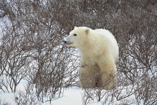 The polar bear sniffs. A portrait of the polar bear smelling air.