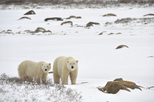 Two polar bears. Two polar bears go on snow-covered tundra one after another.It is snowing.