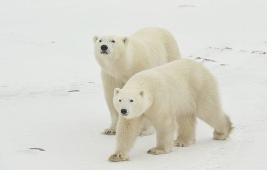 Two polar bears. Two polar bears go on snow-covered tundra one after another.It is snowing.
