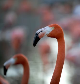  Phoenicopterus ruber. Portrait of a flamingo in twilight.