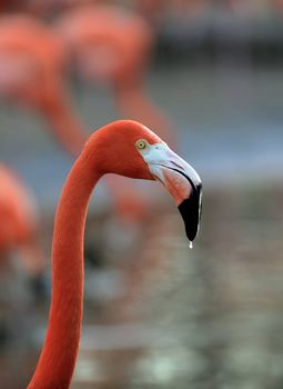 Portrait flamingo in profile  witg drop.