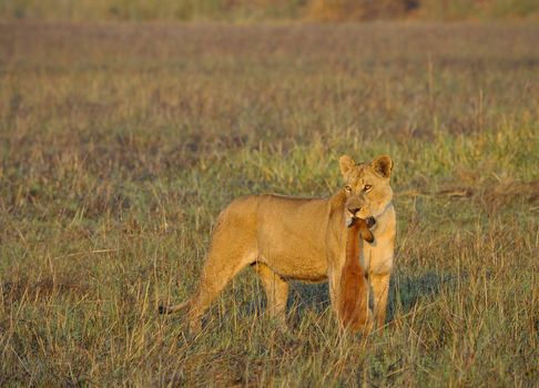 A lioness with new-born antelope prey. The lioness goes on savanna and bears the killed kid of an antelope. A yellow grass. The morning sun.