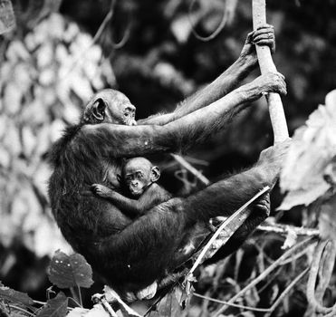 Dwarfish shimpaze - bonobo with a cub in a native habitat