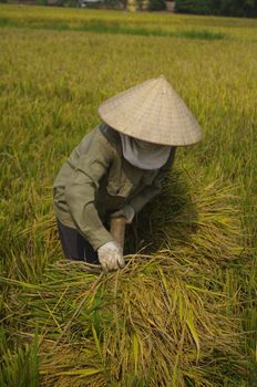 Rice fields are often flooded even during harvest. It must then carry the sheaves of rice on the road where the nearest road. The machine harvesting waiting on the mainland.