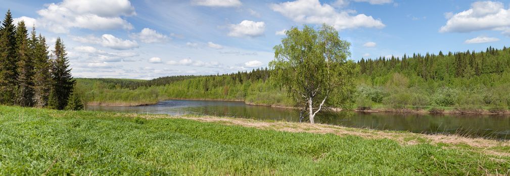 Lonely birch on the bank of the river. Panorama