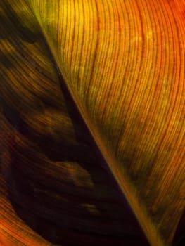 Detail and texture of a beautiful backlighted leaf