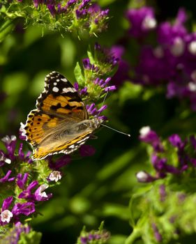 Painted Lady Butterfly or Cynthia Cardui perched on a flower