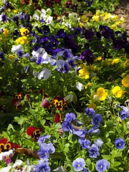 A vivid and colourful flowerbed made of pansies