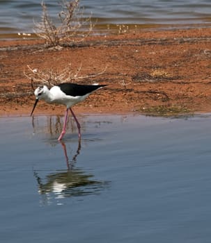 Himantopus Himantopus or Black Winged Stilt  seen here at Ghadira Nature Reserve in Malta