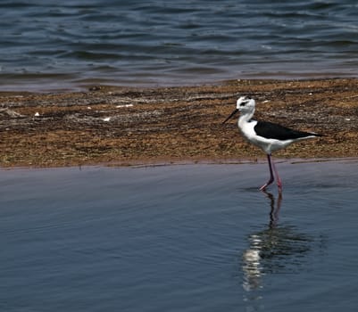 Himantopus Himantopus or Black Winged Stilt  seen here at Ghadira Nature Reserve in Malta