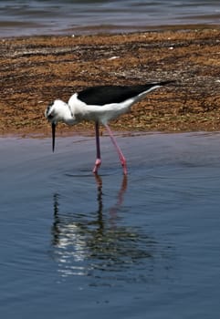 Himantopus Himantopus or Black Winged Stilt  seen here at Ghadira Nature Reserve in Malta