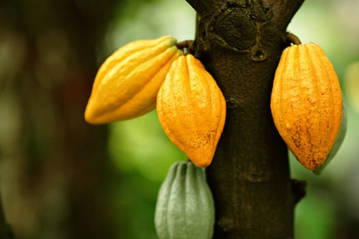 Cocoa pods
