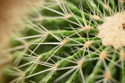 cactus close up