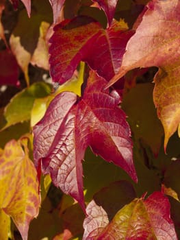 red leaves in autumn