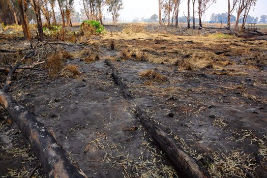 forest after fire