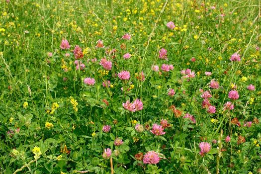 A lot of wild clover flowers in a meadow