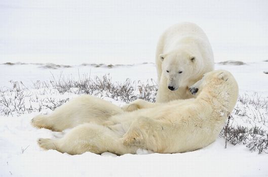 Two polar bears have a rest. Polar bears have a rest, lying on snow.