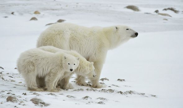 Polar she-bear with cubs. The polar she-bear  with two kids on snow-covered coast.