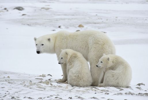 Polar she-bear with cubs. The polar she-bear  with two kids on snow-covered coast.