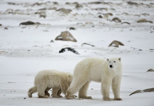 Polar she-bear with cubs. The polar she-bear  with two kids on snow-covered coast.