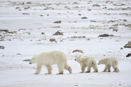 Polar she-bear with cubs. The polar she-bear  with two kids on snow-covered coast.