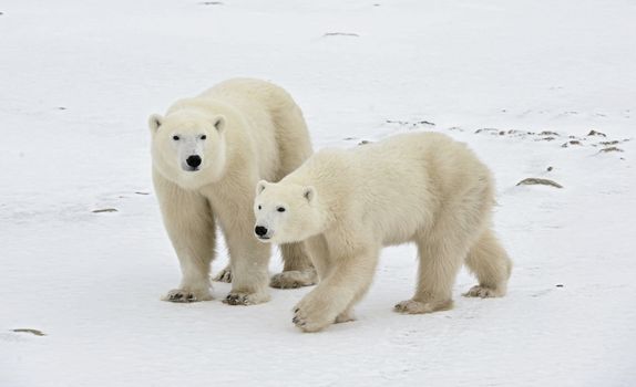 Two polar bears. Two polar bears go on snow-covered tundra.