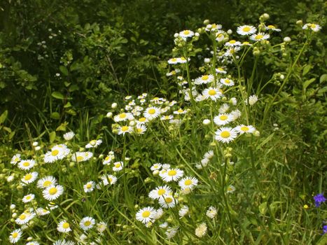 A lot of daisies blooming in the forest glade