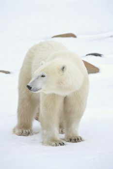 Portrait of a polar bear. Close up a portrait of a polar bear. 