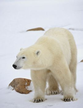 Portrait of a polar bear. Close up a portrait of a polar bear. 