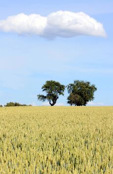 This image shows a cornfield with trees