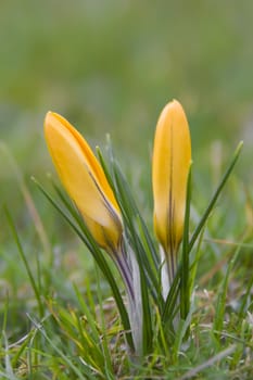 This image shows a macro from a yellow crocus