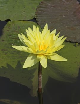 This image shows a yellow water lily