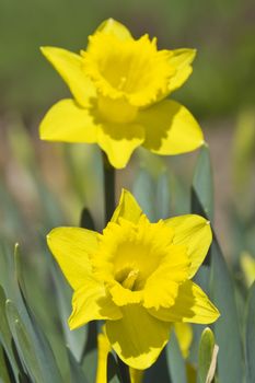 This image shows a macro from a yellow daffodil